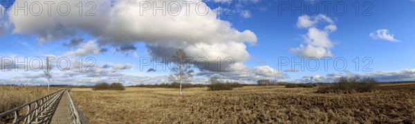 Panoramic photo of the Federseesteg with blue sky and white clouds, reeds, moor landscape,