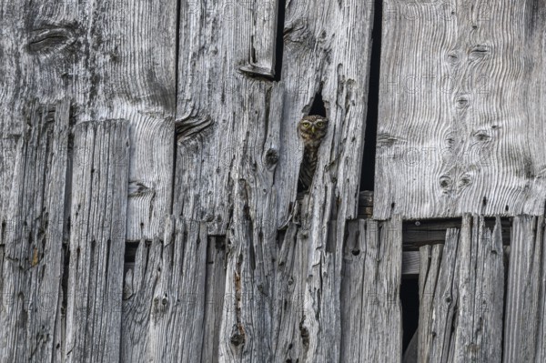 Little Owl (Athene noctua) in a barn looking out. Bas-Rhin, Collectivite europeenne d'Alsace, Grand