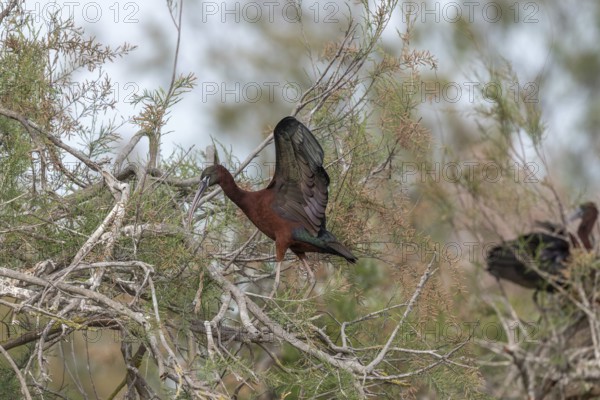 Glossy Ibis (Plegadis falcinellus) in a nesting colony in spring. Saintes Maries de la Mer, Parc