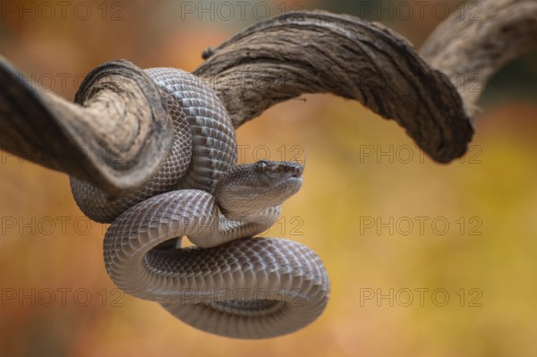 Close up photo of a mangrove pit viper