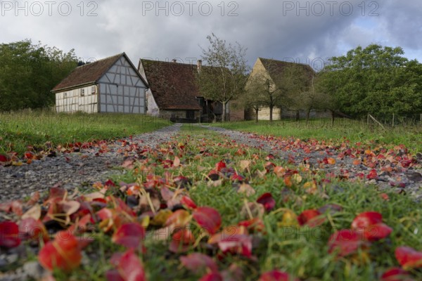 Autumn leaves lie on the path in the Hohenlohe Open-Air Museum, Autumn, September, Wackershofen,