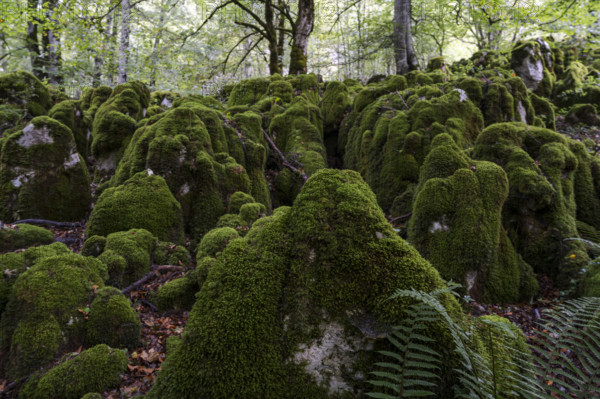 Beech forest near Lizarrusti, Alleko Tour, (SL-Gi 2004), Aralar natural park, Guipuzcoa-Navarra,