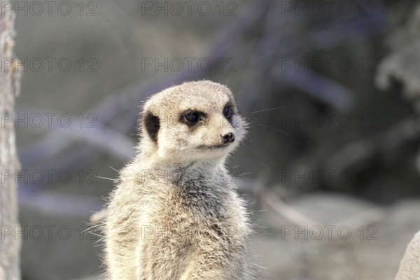 A single meerkat stands curiously in the open with a blurred background, meerkat or suricate