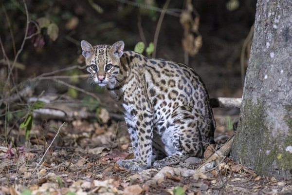 Ocelot (Leopardus pardalis), at night, eye contact, Pantanal, inland, wetland, UNESCO Biosphere