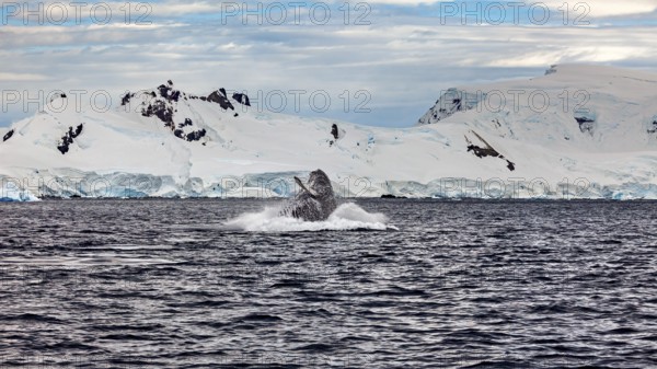 A whale reappears near glaciers, humpback whale (Megaptera novaeangliae) observation in the