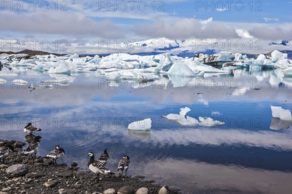 Beautiful summer morning in the icy ocean lagoon with floating ice. On the coastal edge feeds flock