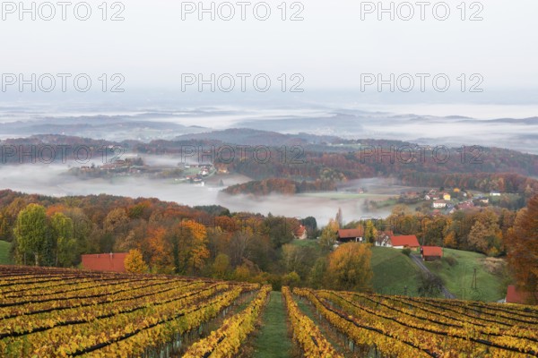 Autumn atmosphere in the early morning, vineyard, fog drifts through the hilly landscape in the