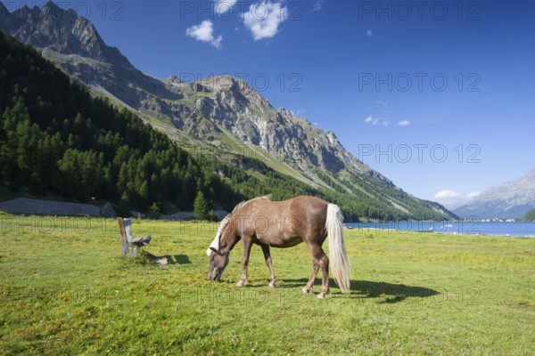 On a pasture near the Lake Sils. It is a lake in the Upper Engadine valley, Grisons, Switzerland,