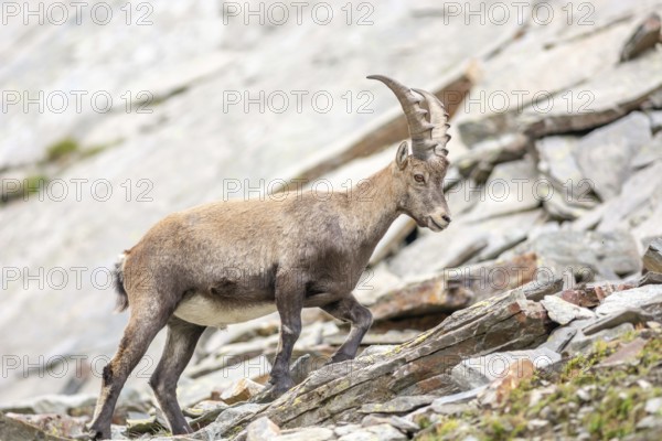 Ibex (capra ibex) in the rocky mountains of the Italian Alps. in the Grand Paradis National Park.