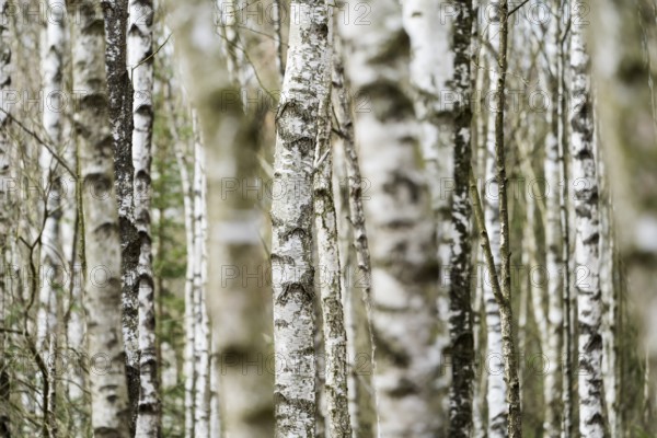 Birch forest as a natural burial grave site, Hofgeismar, Weser Uplands, Weserbergland, Hesse,
