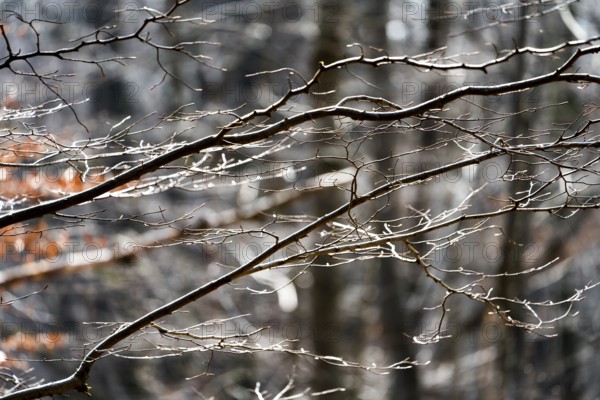 Details, Primeval forest Urwald Sababurg, Hofgeismar, Weser Uplands, Weserbergland, Hesse, Germany,
