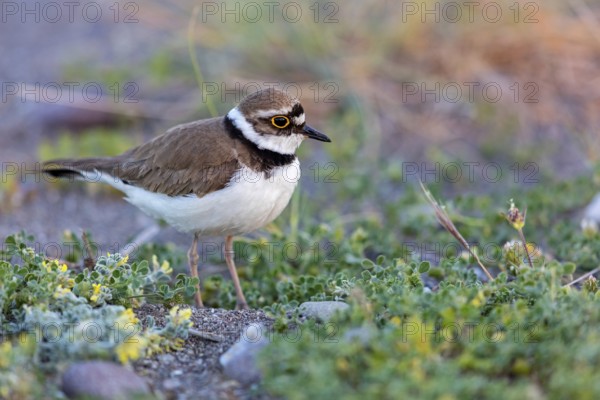 Little Ringed Plover, Little Ringed Plover, (Charadrius dubius), plover family, biotope, foraging,