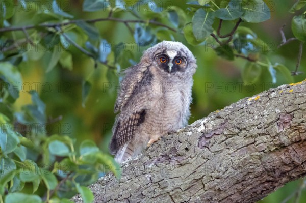 Long-eared owl, (Asio otus), juvenile, chick, perch, animals, birds, owls, Hockenheim,