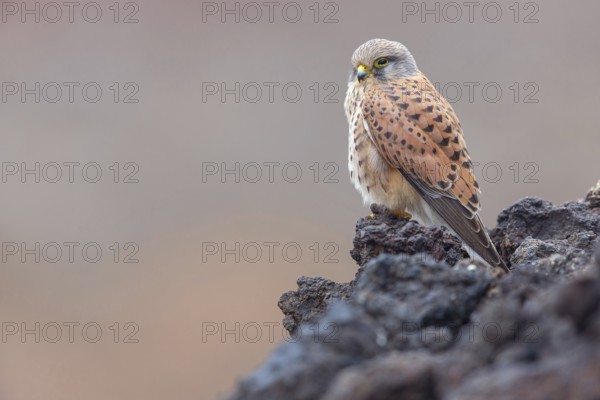 Kestrel, (Falco tinnunculus), perches on rocks, Canary Islands, animals, birds, falcons, foraging,