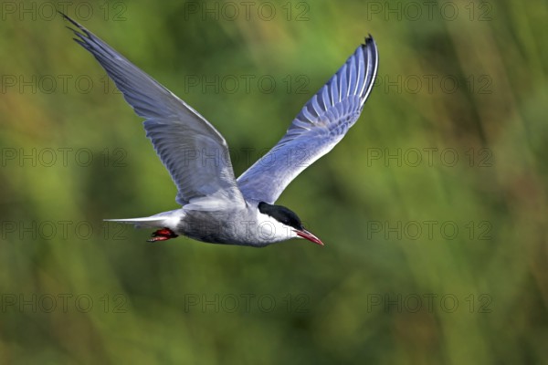 White-bearded Tern, White-bearded Tern, (Chlidonias hybridus), (Chlidonias hybrida), Marsh Tern