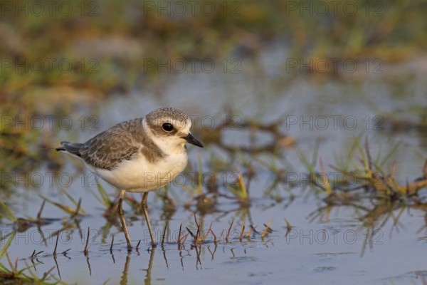 Animals, birds, plover, Kentish plover, (Charadrius alexandrinus), biotope, habitat, foraging,