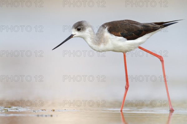 Black-winged Stilt, (Himantopus himantopus), avocet family, biotope, habitat, foraging, East Khawr