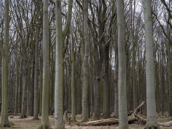Trees in the ghostly forest on the cliffs facing the Baltic Sea, Nienhagen, Mecklenburg-Vorpommern,