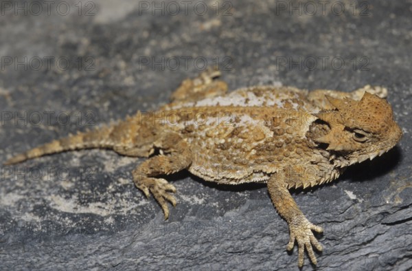 Toad lizard (Phrynosoma sp.)
