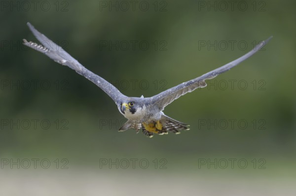 Peregrine falcon (Falco peregrinus)