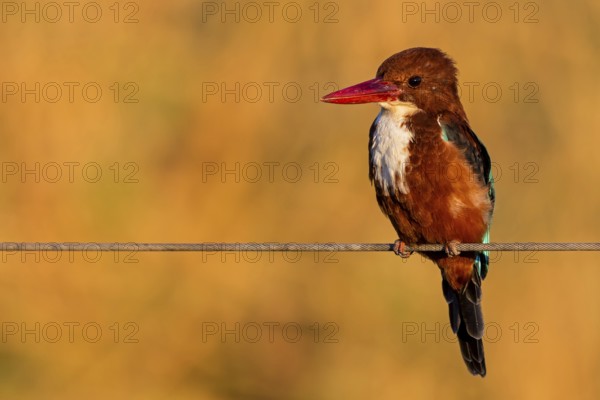 Brown kingfisher, (Halcyon smyrnensis), kingfisher, animals, birds, kingfisher family, Lahavot