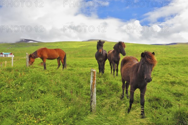 Well-groomed horses graze and play with each other in a meadow near the farm. Herd of Icelandic
