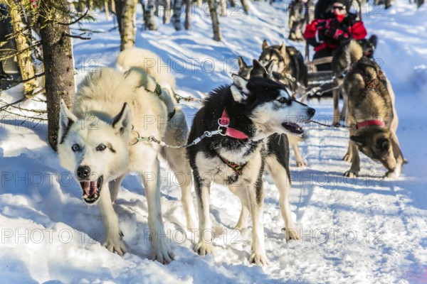 The dogs stopped for a rest. Finnish Husky Sled Dog. Great ride on sled dogs. Lapland. The winter
