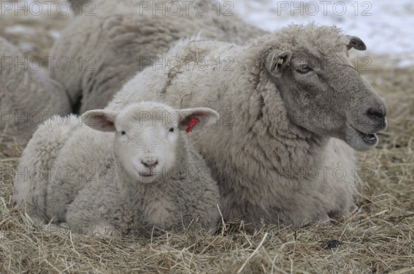 A sheep and a lamb lie next to each other in the straw on snow-covered ground, sheep, borken,