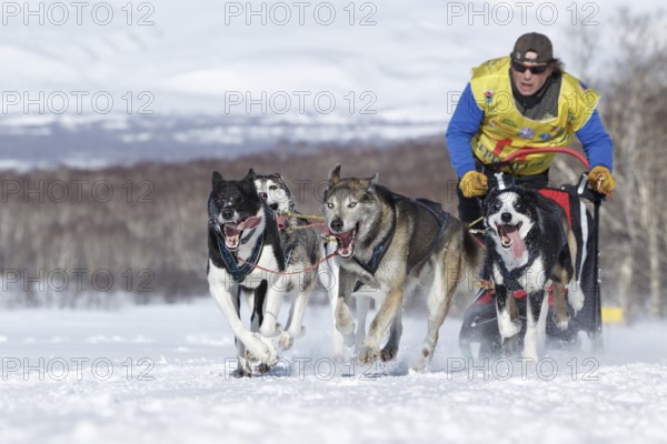 PETROPAVLOVSK, KAMCHATKA PENINSULA, RUSSIA, FEB 25, 2017: Running sled dog team Kamchatka musher