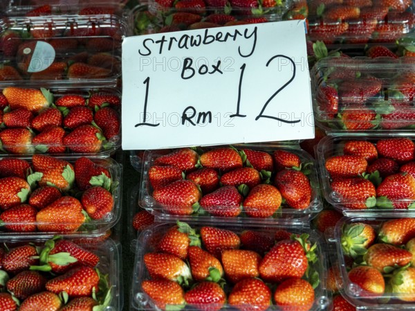 Strawberries, freshly harvested, Kea Farm Market, Cameron Highlands, Malaysia, South East Asia,