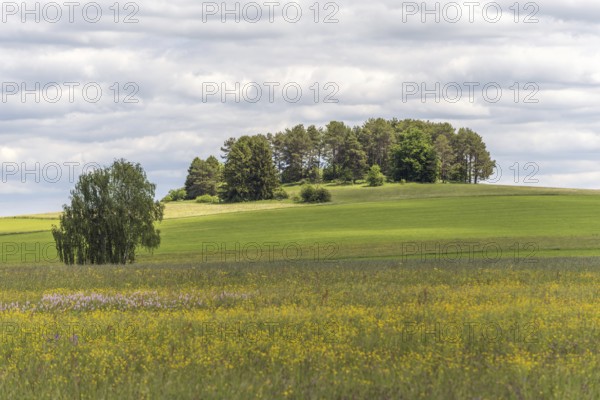 Nature reserve of Rotenbach meadows in High Black Forest. Friedenweiler, Baden-Wurttemberg,