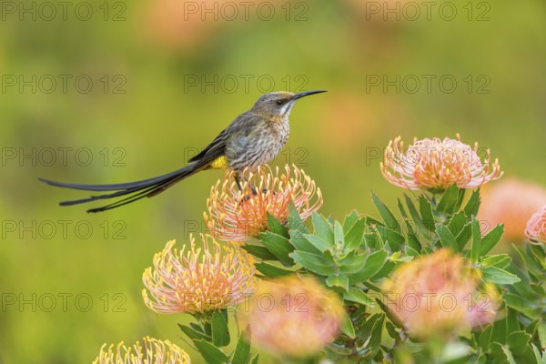 Cape sugarbird (Promerops cafer), Harold Porter National Botanical Gardens, Betty's Bay, Western