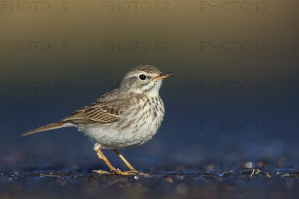 Canary Island pipit, (Anthus bertheloti) Songbird, family of stilts and pipits, Fuerteventura,