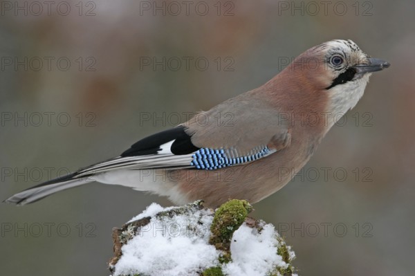 Jay, European Jay, Jay, eurasian jay (Garrulus glandarius), Geai des chênes, Arrendajo Común,