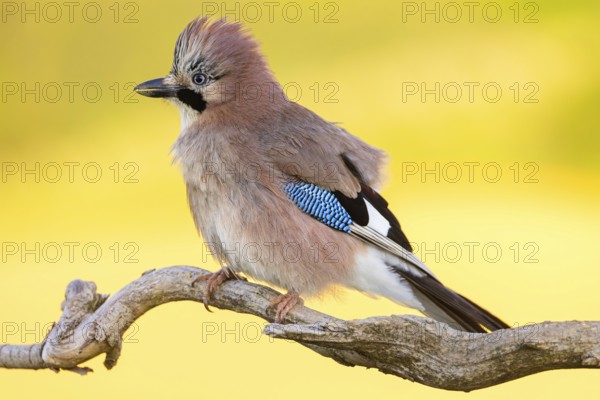 Jay, European Jay, Jay, eurasian jay (Garrulus glandarius), Geai des chênes, Arrendajo Común,