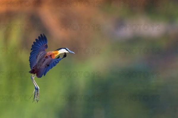 Blue-fronted Jacanas, (Actophilornis africana), Actophilornis africanus