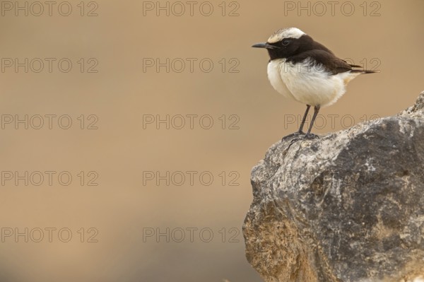 Arabian Wheatear, (Oenanthe lugentoide, Middle East, Oman, male, Jabal Samhan, Salalah, Dhofar,
