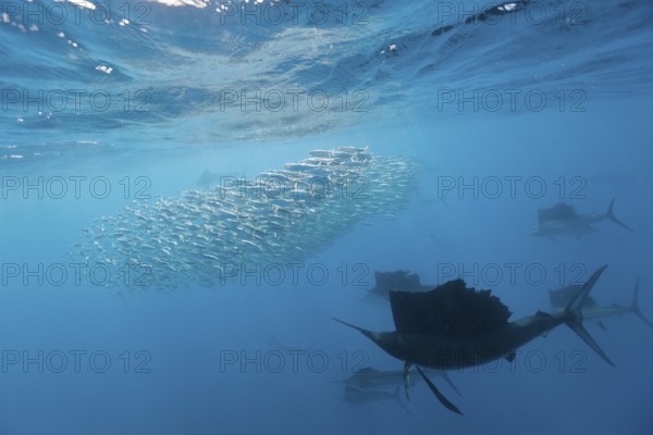 Atlantic sailfish hunting sardines, Istiophorus albicans, Isla Mujeres, Yucatan Peninsula,