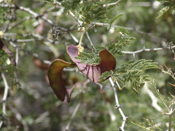 Rose thorn acacia (Acacia ataxacantha)
