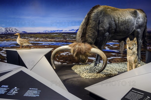 Aurochs bull and wolf, Ice Age Safari Allgäu exhibition in the Marstall, Kempten, Allgäu. Bavaria,