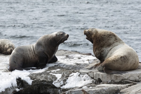 Nature of Kamchatka: rookery Steller Sea Lion or Northern Sea Lion (Eumetopias Jubatus) . Russia,