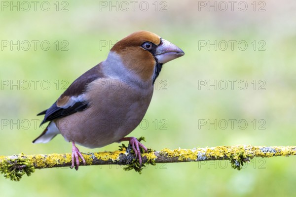 Hawfinch (Coccothraustes coccothraustes) sitting on a rotten branch, protected forest, Black