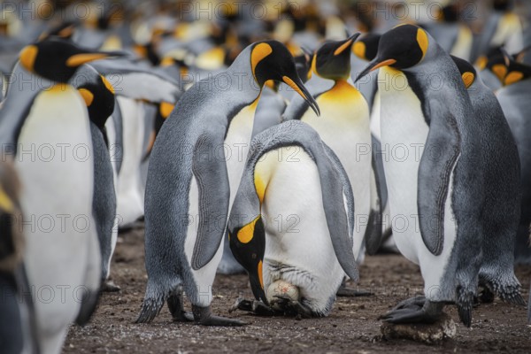 King penguins (Aptenodytes patagonicus), breeding pair with just laid egg, Volunteer Point,