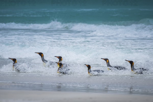 King penguins (Aptenodytes patagonicus) coming out of the sea, Volunteer Point, Falkland Islands,
