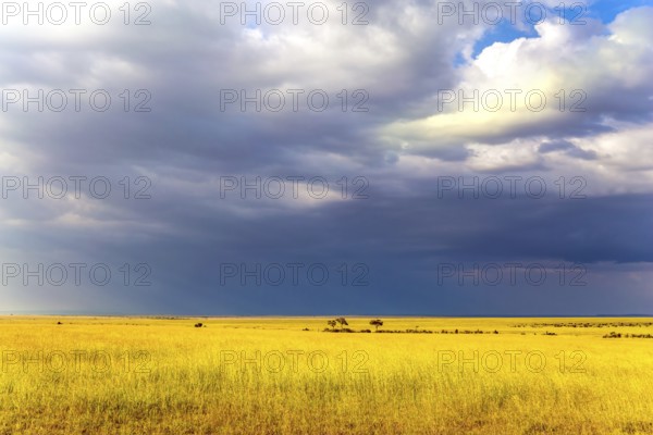 Journey to Africa. Storm clouds over the savannah. The famous Masai Mara Reserve in Kenya. The