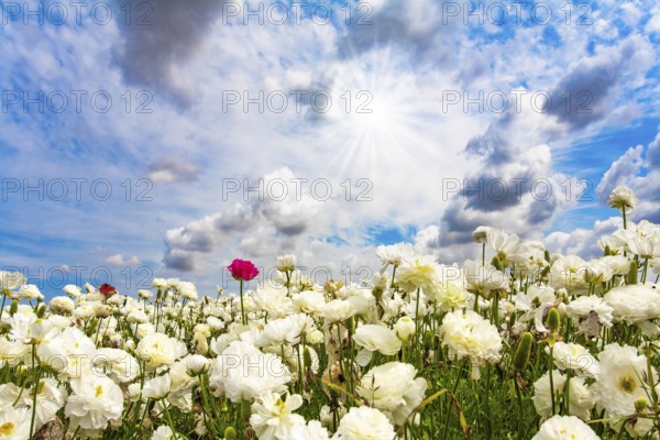 Israel. Picturesque fields of large terry white buttercups Ranunculus. The kibbutzim of the south