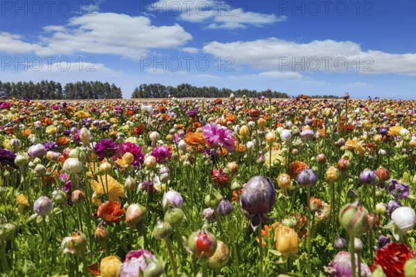 Magnificent kibbutz field of blossoming buttercups. Huge field of colorful buttercups. Spring in