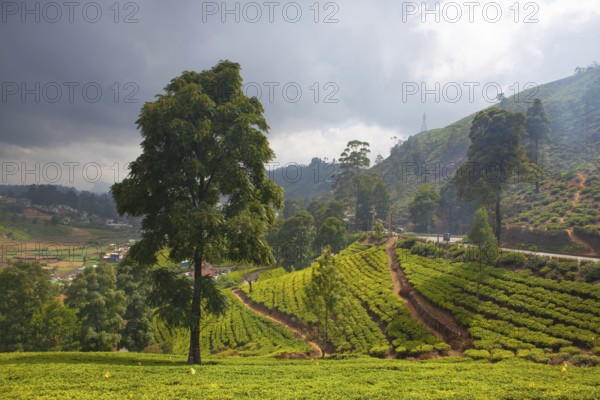 Nuwara Eliya tea plantation in Sri Lanka. Nuwara Eliya is the most important place for tea