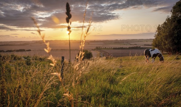 Horses pasturing in a rural landscape under warm sunlight with blue yellow and orange colors