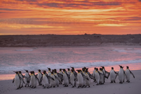 King penguins (Aptenodytes patagonicus), in the morning light on the beach, Volunteer Point,